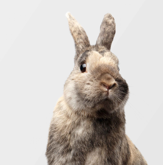 image-Module-1-:-</br>Douleur-chez-les-NAC