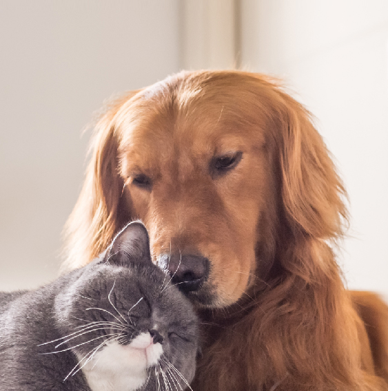 image-Module-2-:-</br>Bien-Être-Animal