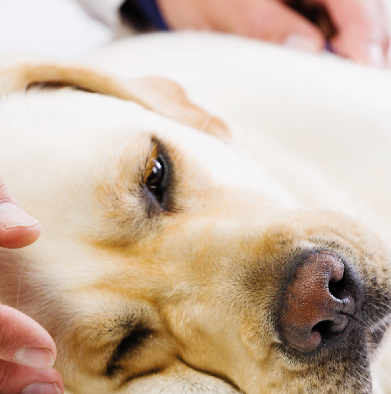 image-Module-3-:-</br>Douleurs-chroniques