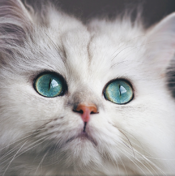 image-Module-4-:</br>-Le-chat-douloureux