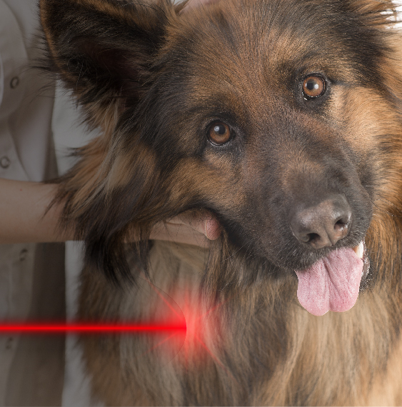 image-Module-5A-:-</br>Thérapie-Laser