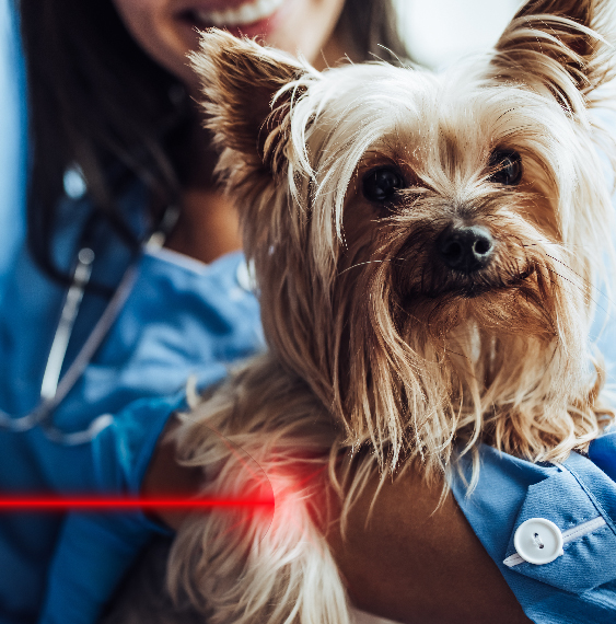 image-Module-5B-:-</br>Acupuncture-et-Laser