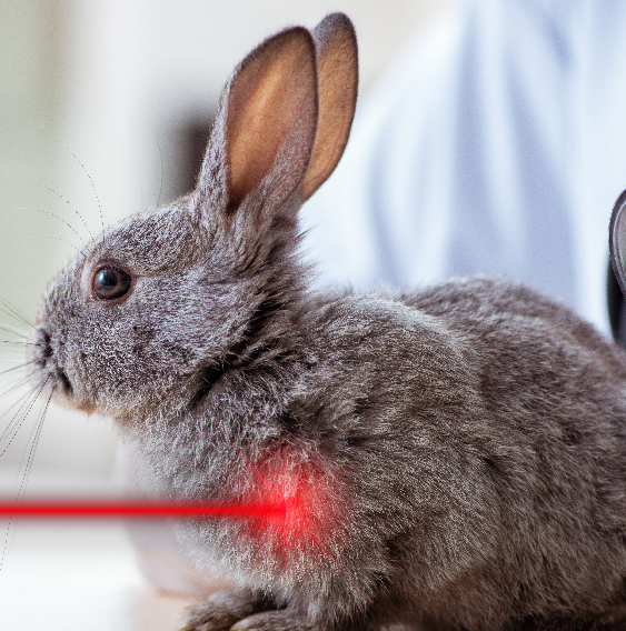 image-Module-5C-:-</br>Thérapie-Laser-NAC