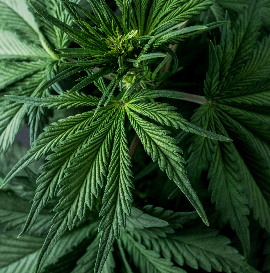 image-Module-9-:-</br>Douleurs-viscérales-et-cancéreuses