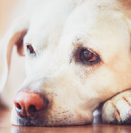 image-Module-12-:-</br>Douleurs-chroniques