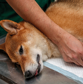 image-Module-14-:-</br>Anesthésie-général,-ALR-et-Analgésie