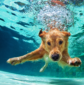 image-L&rsquo;essentiel-</br>de-la-physiothérapie