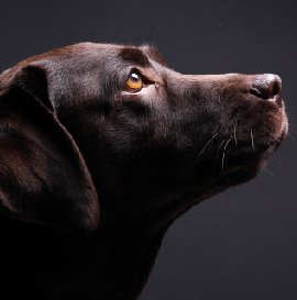 image-Module-8-:-</br>Douleurs-arthrosiques-et-neuropathiques